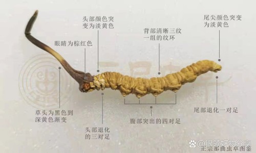 权威谁用过丹参酮胶囊治疗扁桃体炎平台,分享专业丹参酮胶囊能治喉咙痛吗知识_谁用过丹参酮胶囊治疗扁桃体网